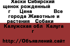 Хаски Сибирский (щенок рожденный 20.03.2017г.) › Цена ­ 25 000 - Все города Животные и растения » Собаки   . Калужская обл.,Калуга г.